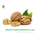 Walnut Kernels Light Pieces(LP) from Yunnan